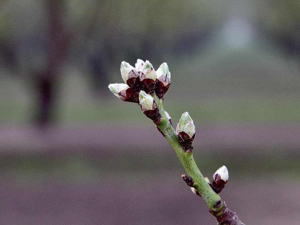 A close-up of a tree branch with several unopened buds, against a blurred green and brown background.