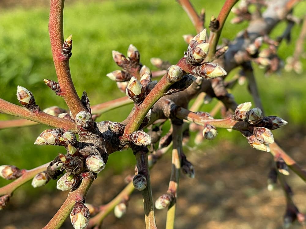 Close-up of tree branches with numerous small buds, showing early stages of growth. Background is blurred with green and brown tones.