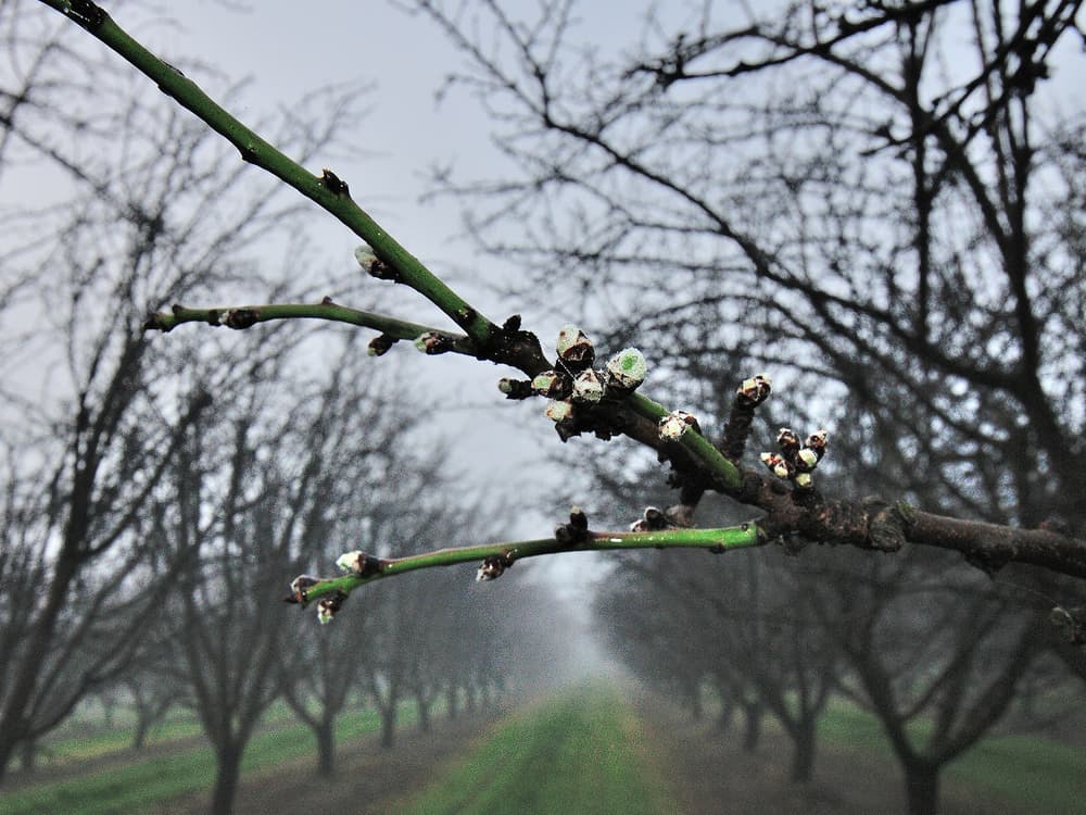 Close-up of budding branches in an orchard with bare trees lined up on both sides, and a grassy path stretching into the foggy distance.
