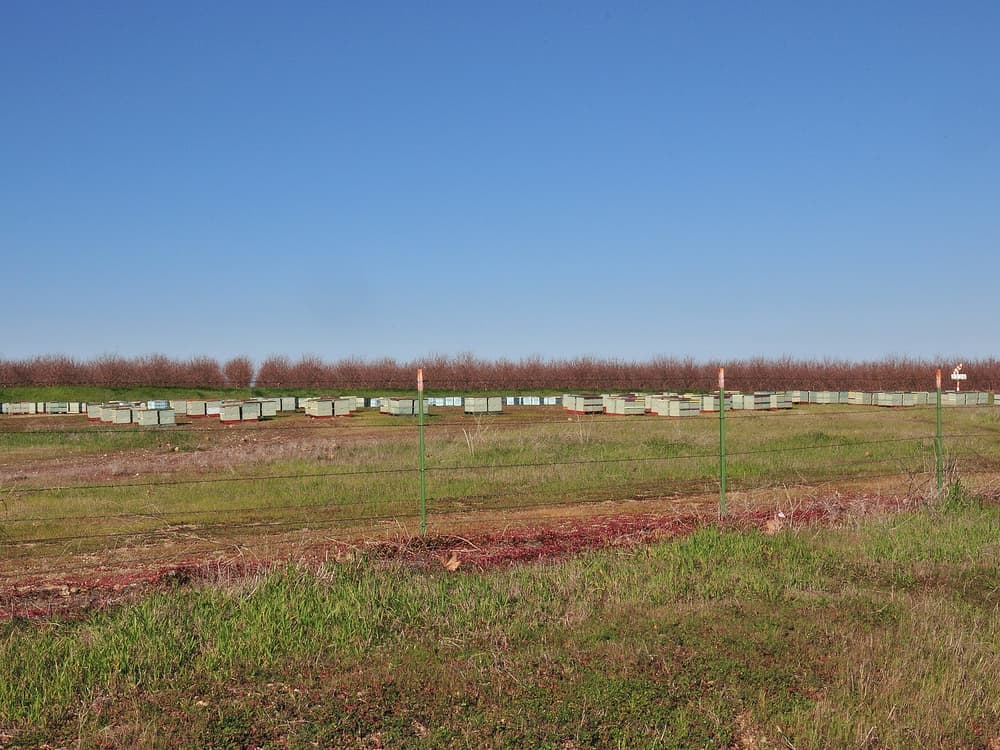 Rows of rectangular beehive boxes are spread across a grassy field under a clear blue sky, with barren trees in the background.