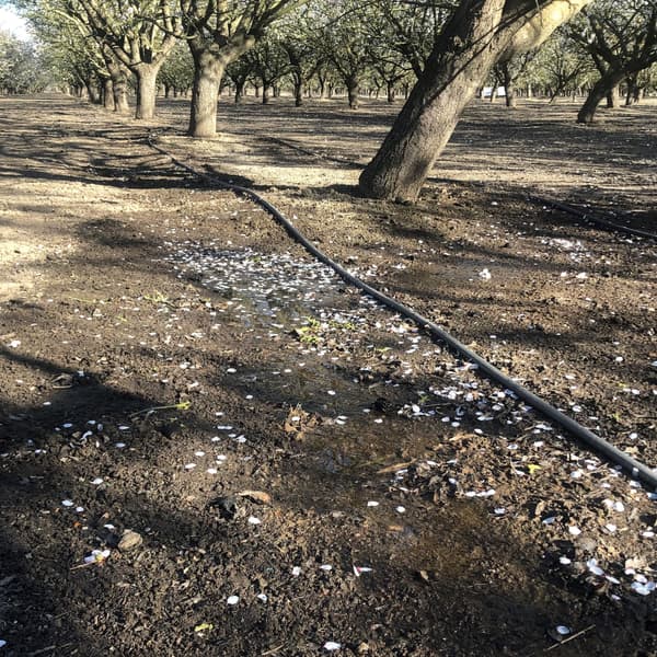 A grove of trees with irrigation pipes on the ground, some water pooling and flower petals scattered across the soil.