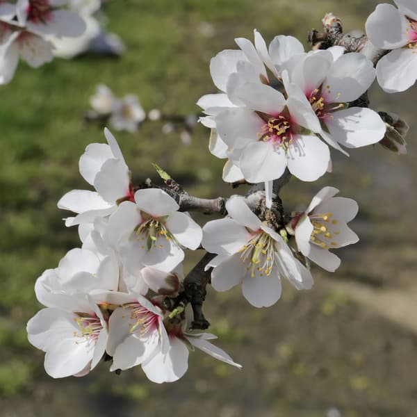 A branch with clusters of white almond blossoms and yellow stamens against a blurred green and brown background.