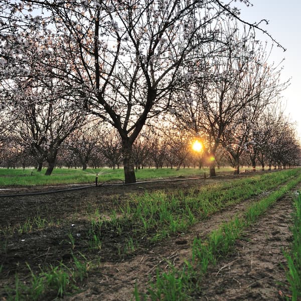 Rows of blossoming trees in an orchard at sunrise, with green grass and soil visible between the rows.