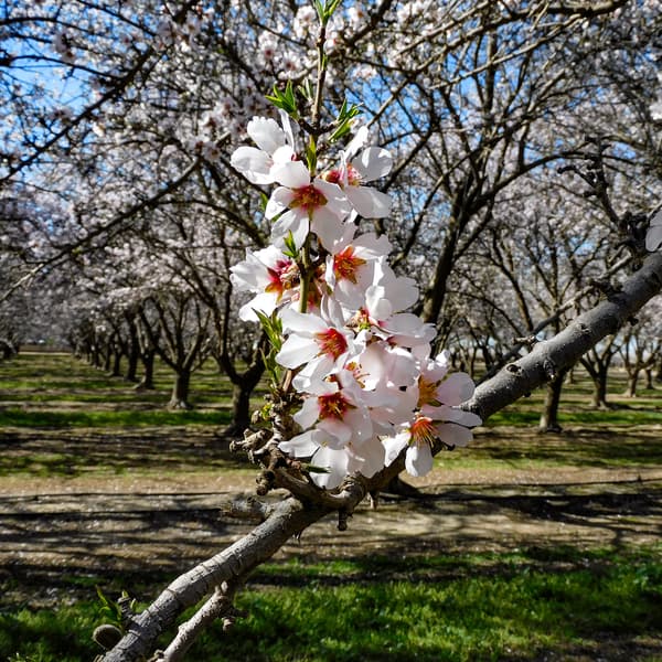 A close-up of almond tree blossoms on a branch, with rows of flowering trees and green grass in the background under a clear blue sky.