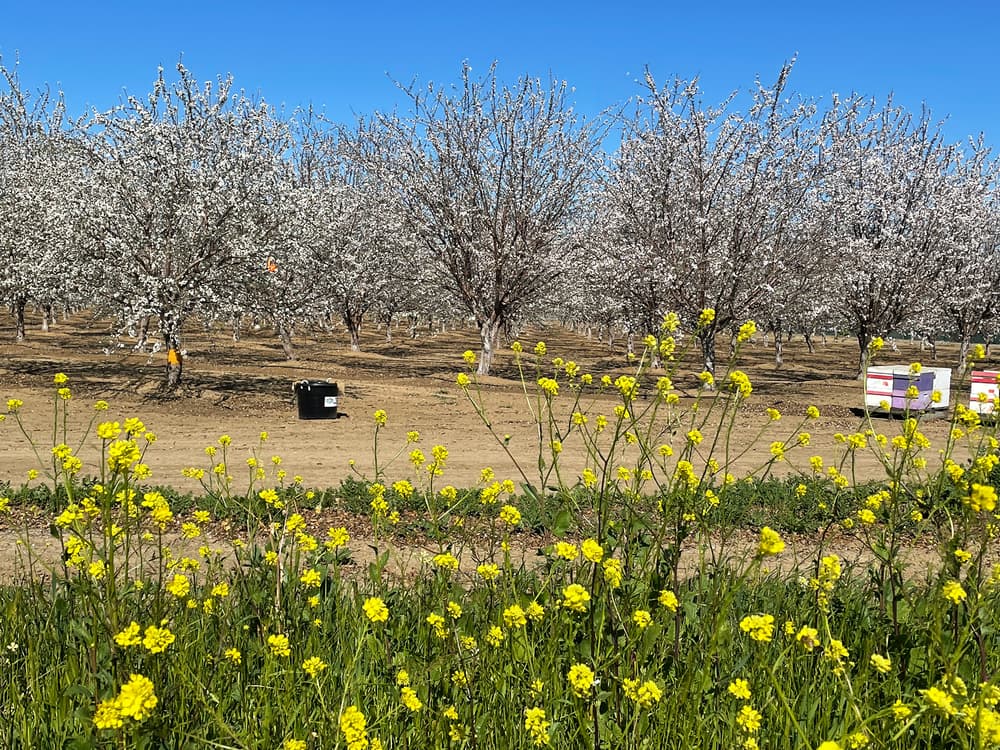 Rows of blooming orchard trees with boxes on the ground and yellow wildflowers in the foreground under a clear blue sky.