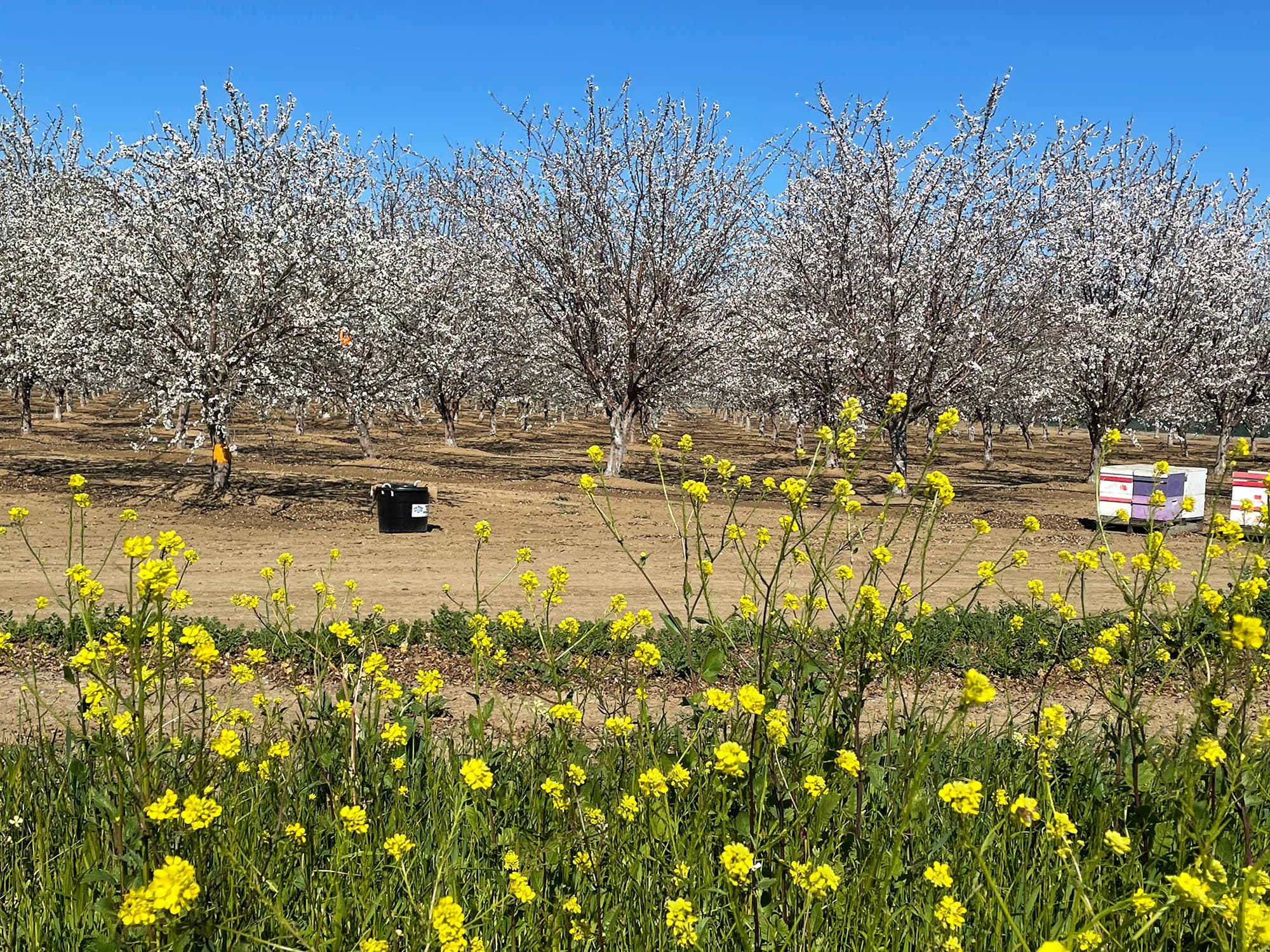 Rows of blooming orchard trees with boxes on the ground and yellow wildflowers in the foreground under a clear blue sky.