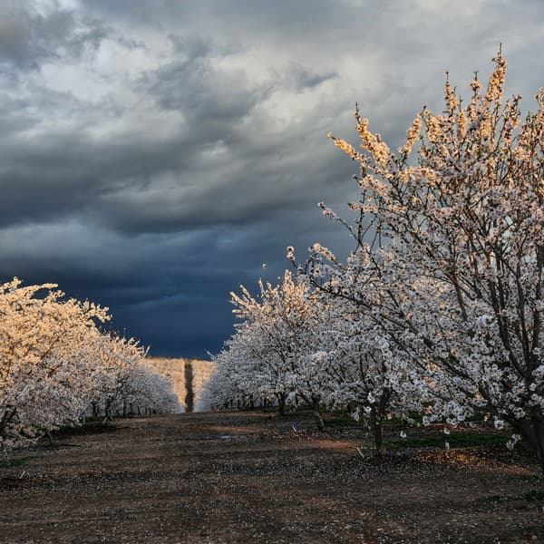 A dirt path runs between rows of blooming trees under a cloudy, dark sky.