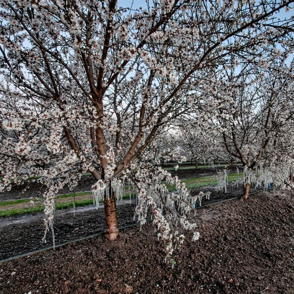Rows of blossoming trees with white flowers line a dirt path in an orchard, under a clear sky at sunrise or sunset.