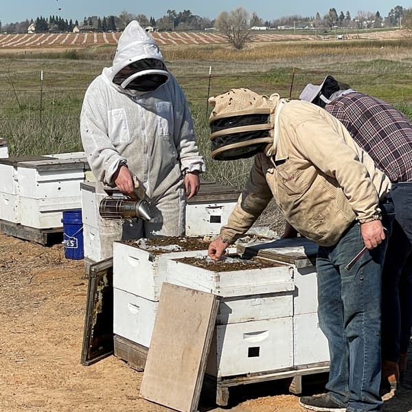 Three people in protective gear inspect beehives outdoors in a field, with one person using a smoker on the hives.