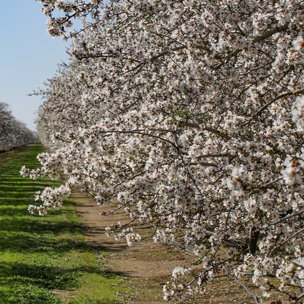 Rows of blossoming trees line a grassy path in an orchard under a clear blue sky, with white flowers covering the branches.