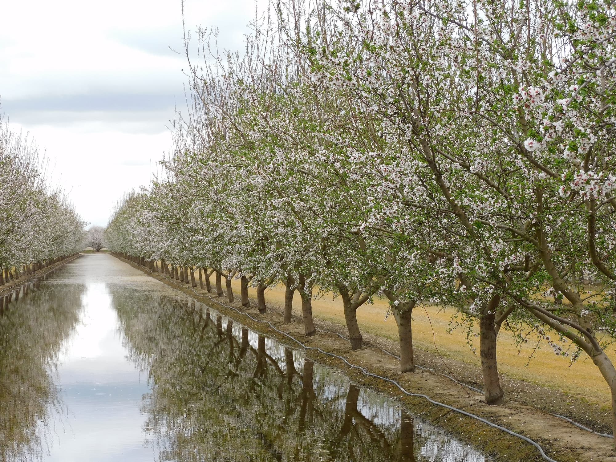 Rows of flowering trees line a water-filled irrigation canal, with the blossoms and branches reflected in the calm surface.