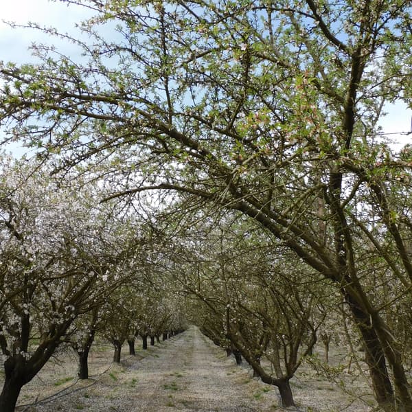 A straight dirt path runs between rows of leafing and flowering trees in an orchard, with branches arching overhead and scattered petals on the ground.
