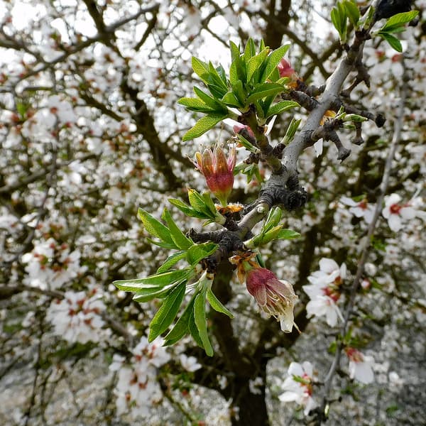 A close-up of a flowering tree branch with green leaves and white blossoms, with more blooming branches blurred in the background.