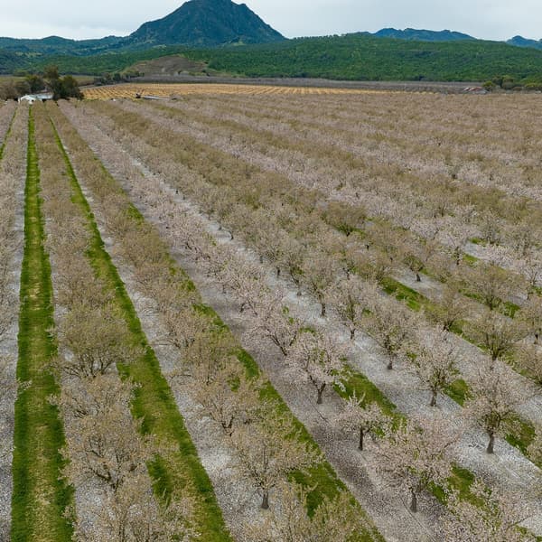 Aerial view of an orchard with rows of flowering trees, green grass between the rows, and mountains in the background.