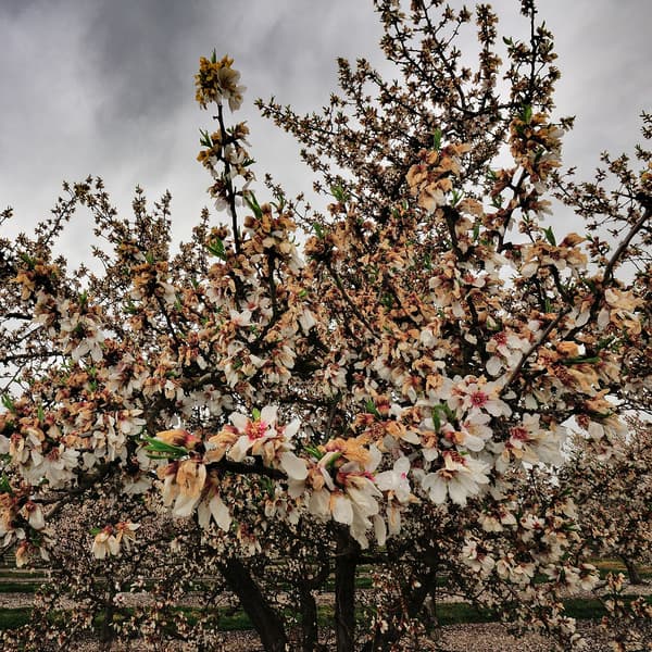 Flowering tree with abundant pale blossoms and emerging green leaves under a cloudy, overcast sky in an orchard.