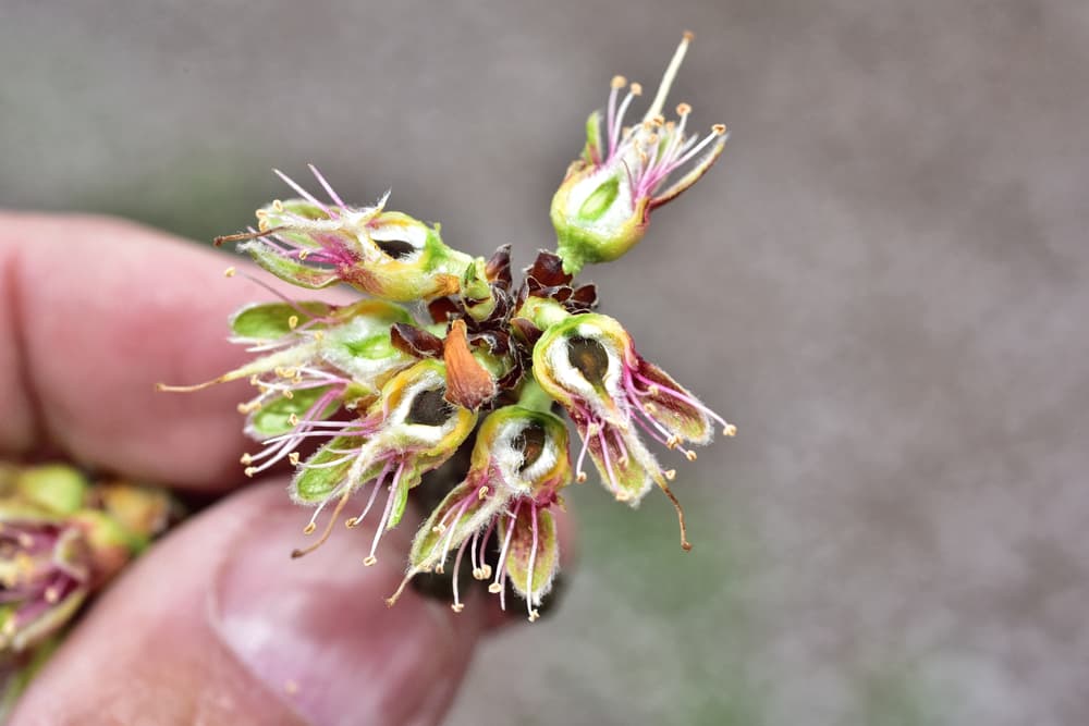 A close-up of a persons fingers holding a small cluster of dry, open flower pods with visible stamens and petals.