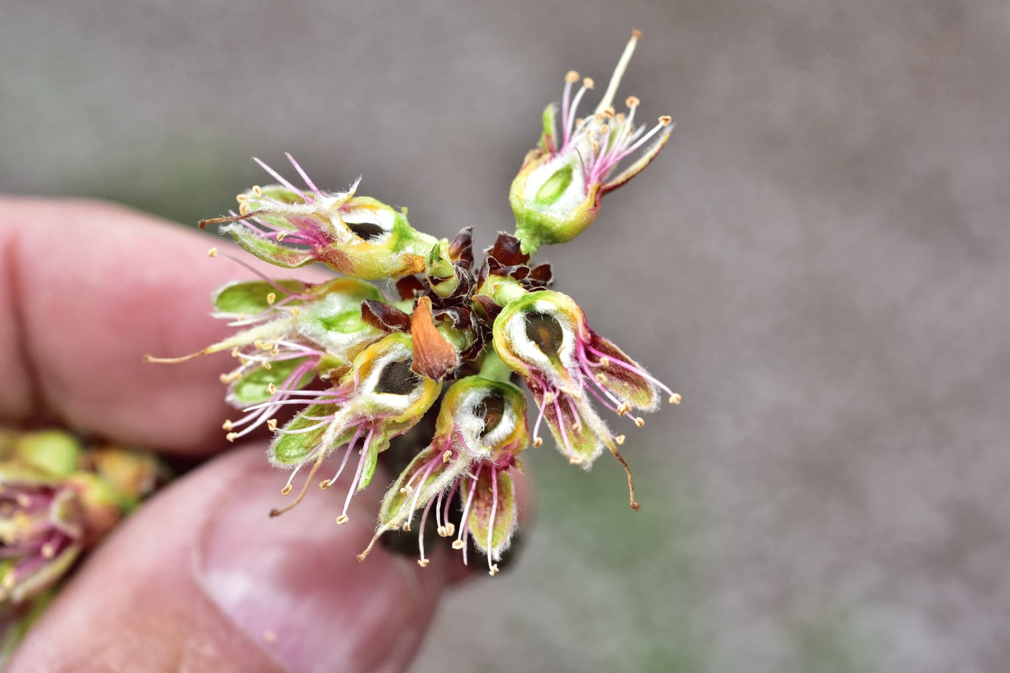 A close-up of a persons fingers holding a small cluster of dry, open flower pods with visible stamens and petals.
