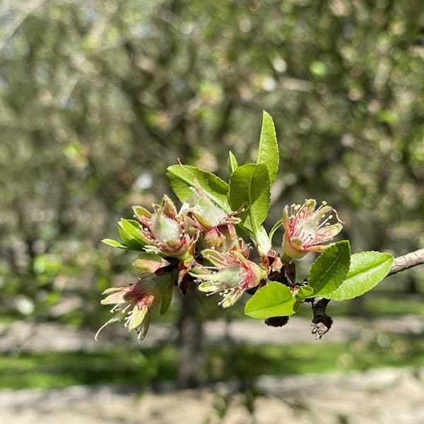Close-up of a tree branch with green leaves and remnants of small, wilted flowers; blurred trees and ground are visible in the background.