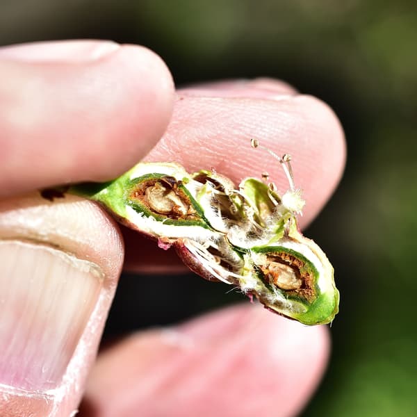 Fingers holding a partially opened green seed pod, revealing brown seeds and white inner fibers, with a blurred background.