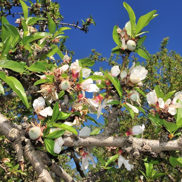 Branches of a tree with green leaves, white blossoms, and developing fruit against a clear blue sky.