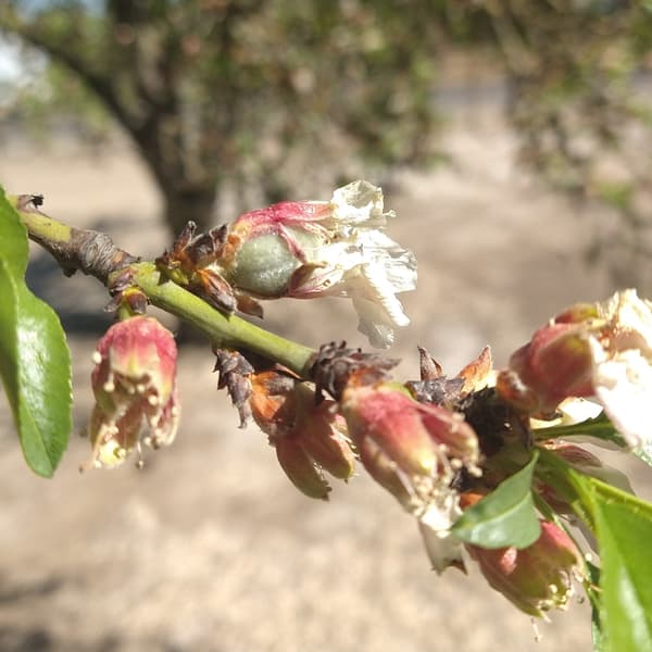 Close-up of a branch with several small, newly forming fruits and wilted flowers, surrounded by green leaves, with a blurred background.