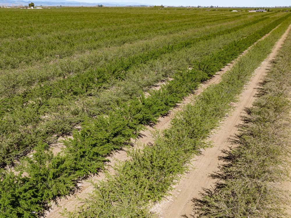 Rows of green shrubs grow in a field alongside dirt paths under a clear sky, with distant mountains visible in the background.