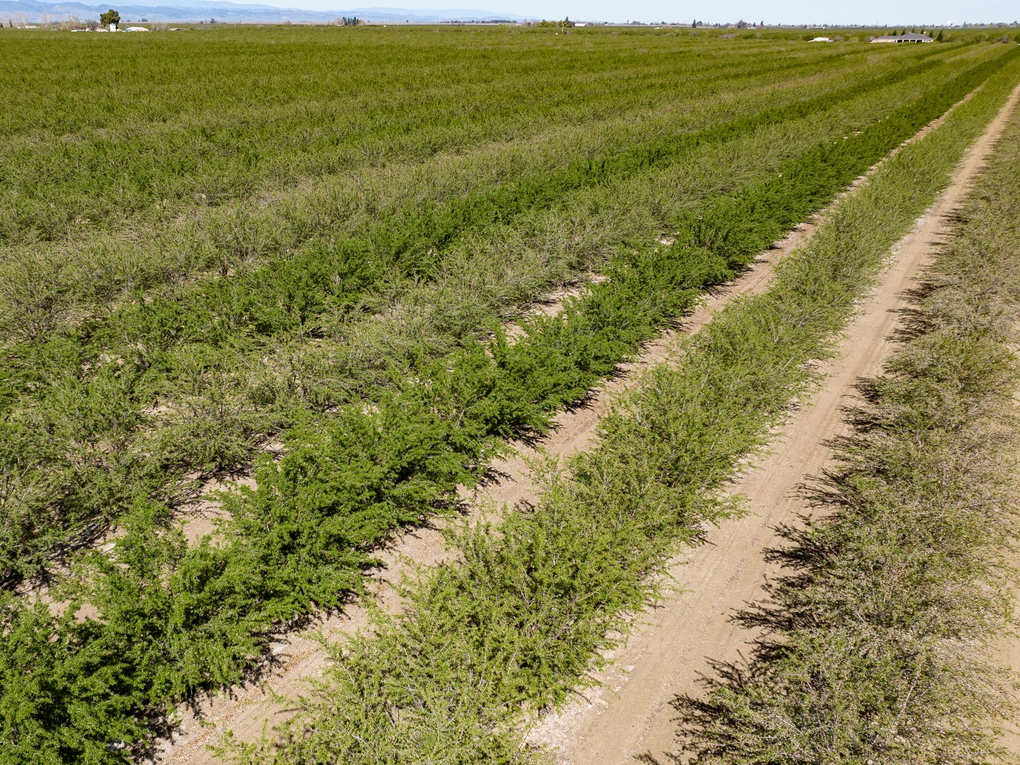 Rows of green shrubs grow in a field alongside dirt paths under a clear sky, with distant mountains visible in the background.