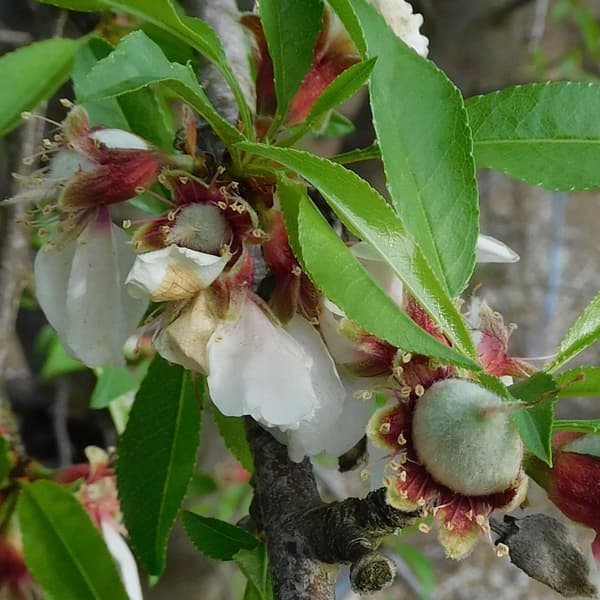 Close-up of an almond tree branch showing green almonds developing among wilted white flower petals and elongated green leaves.
