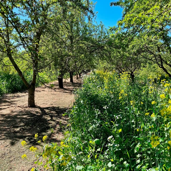 Rows of leafy trees cast shadows on a dirt path beside tall green grass and yellow wildflowers under a bright blue sky.