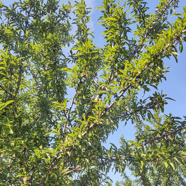 Green leafy branches of a tree extend upward against a clear blue sky on a sunny day.