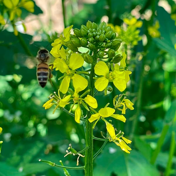 A bee is perched on a yellow flower in a garden, surrounded by green leaves and more yellow blossoms, with sunlight filtering through the foliage.