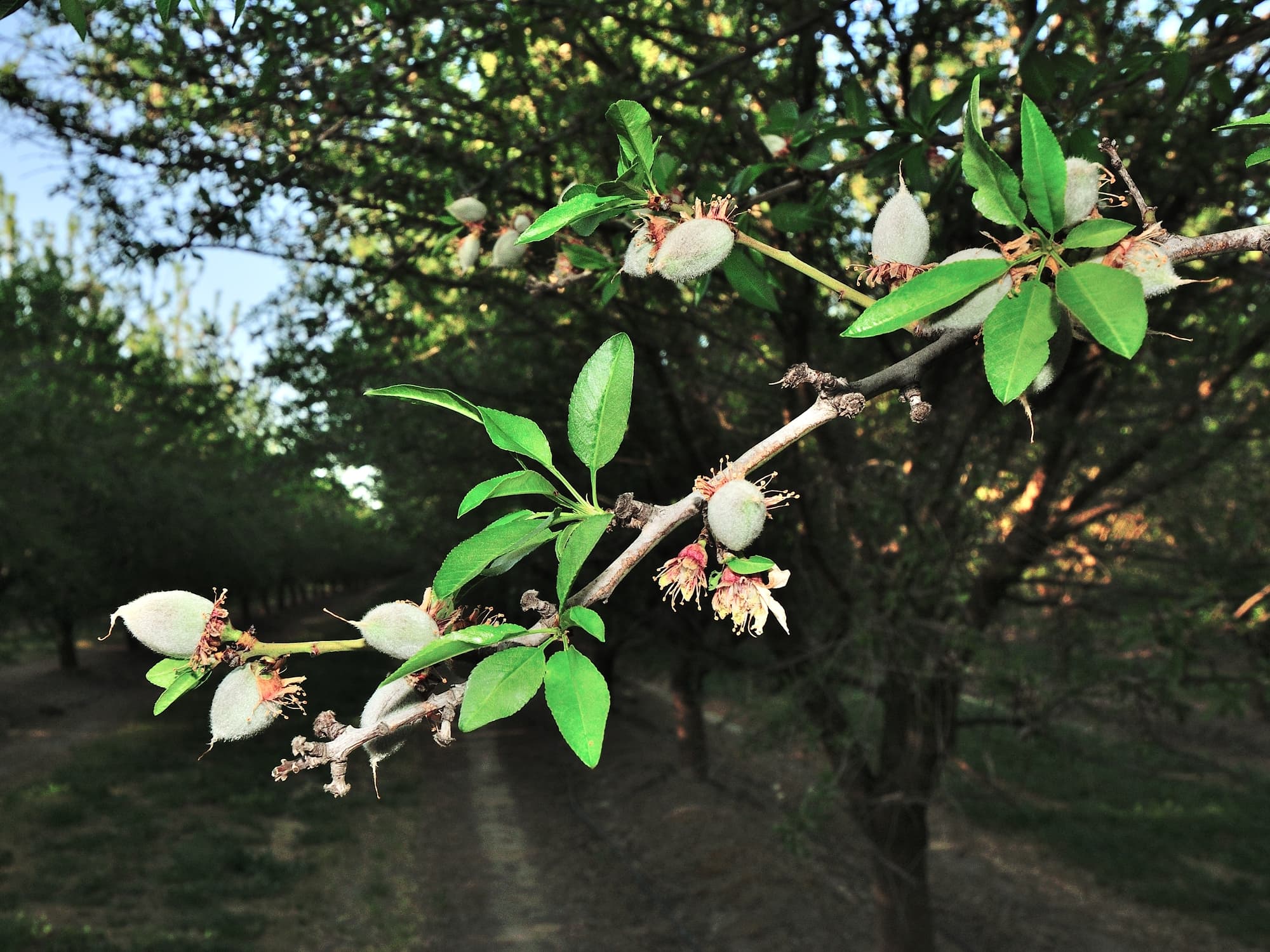 A close-up of an almond tree branch with young almonds and green leaves, set against a background of more trees in an orchard.