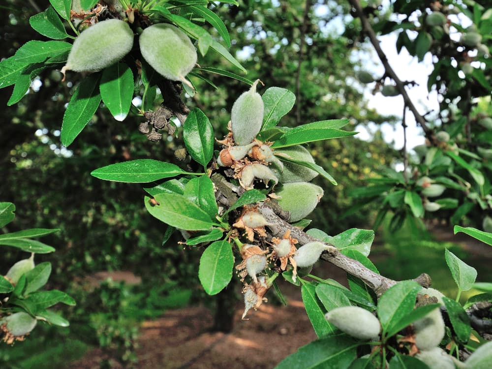 Cluster of unripe almonds growing on a tree branch with green leaves in an orchard setting.