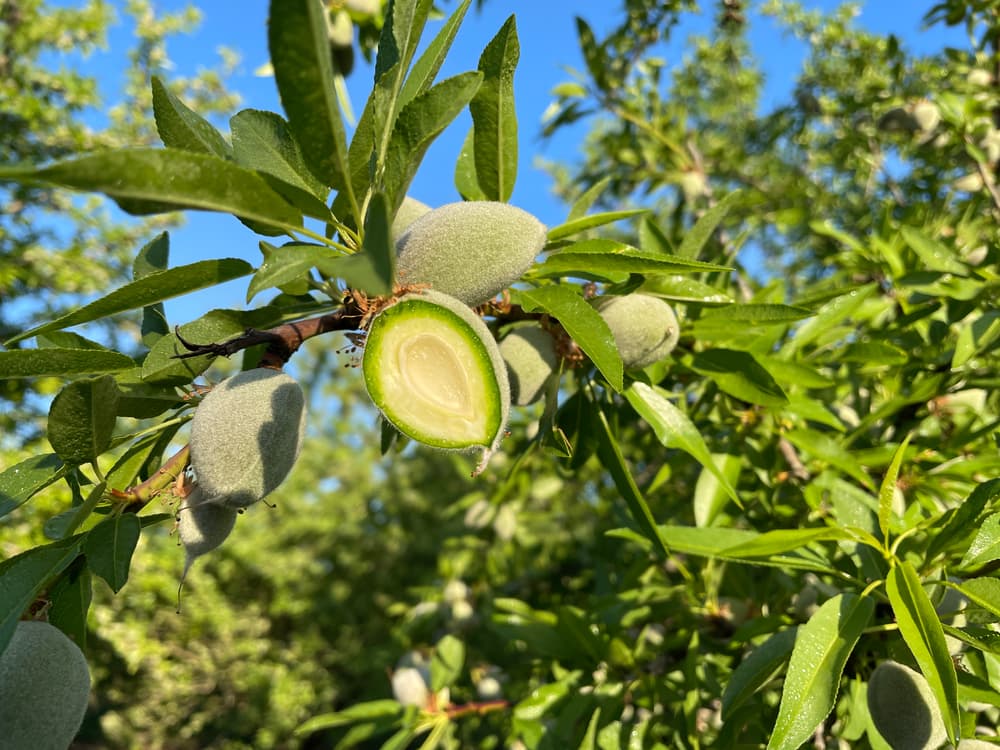 A close-up of an almond tree branch with green leaves and several unripe almonds, one of which is cut open to show the inner seed, against a blue sky background.