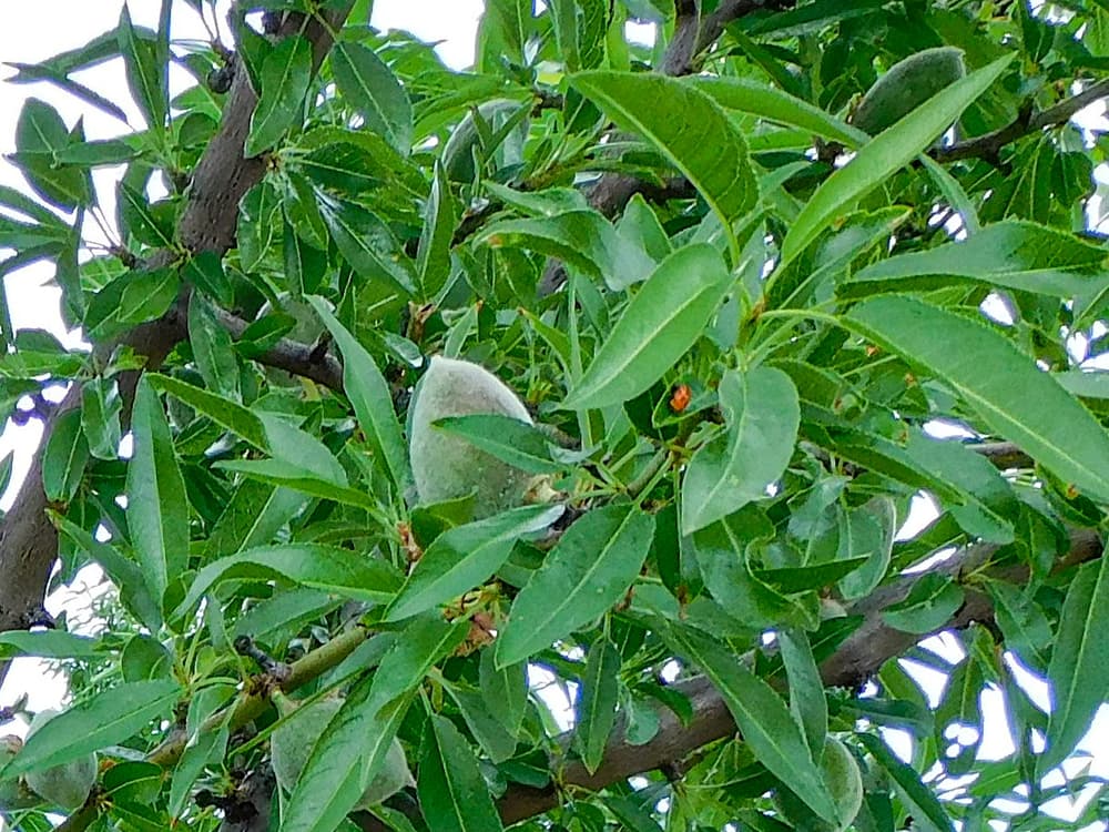 Almond tree branches with green leaves and unripe almonds visible among the foliage.
