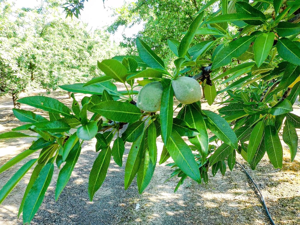 Green almond fruits growing on a tree branch with elongated leaves, in an orchard setting with dirt paths and other trees visible in the background.