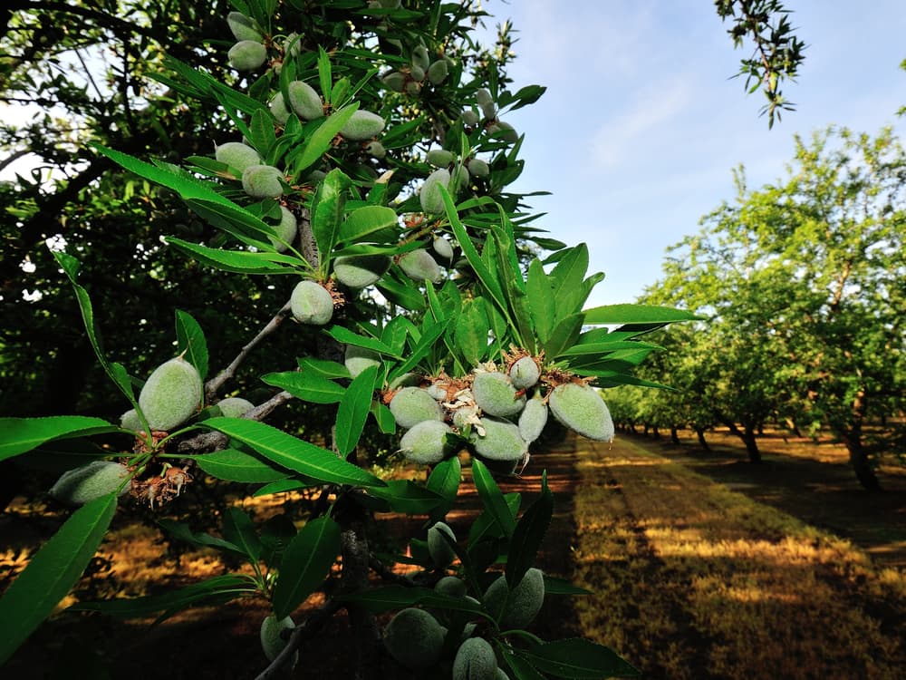 A close-up of almond tree branches with green unripe almonds growing, set in an orchard with rows of similar trees under a clear sky.