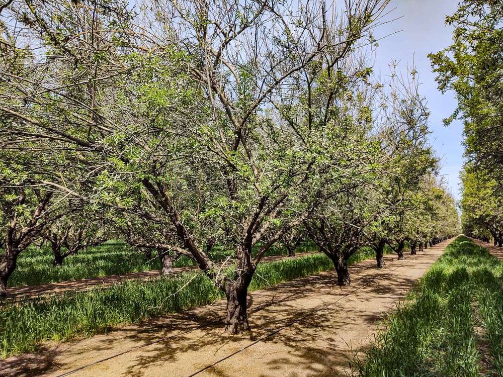 Rows of orchard trees with green leaves grow along dirt paths under a clear sky. Green grass covers the ground, and irrigation lines run parallel to the tree rows.