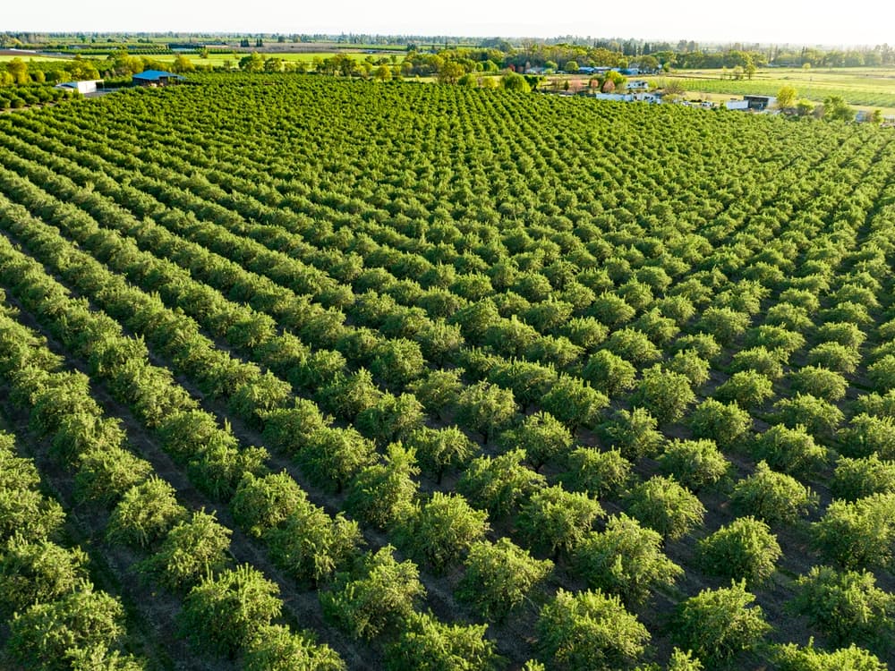 Aerial view of a large, green orchard with neatly arranged rows of trees and farmland in the background.