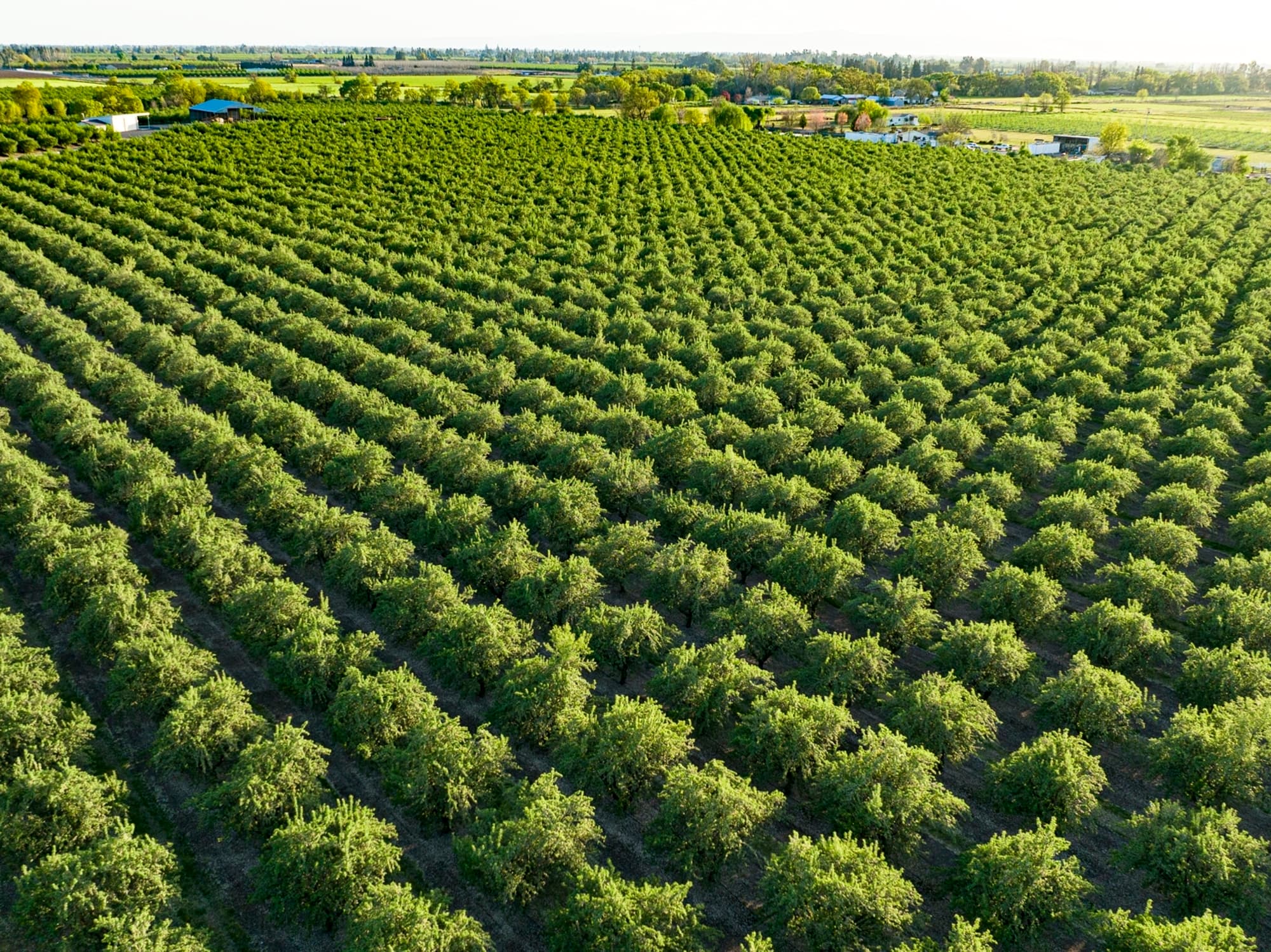 Aerial view of a large, green orchard with neatly arranged rows of trees and farmland in the background.