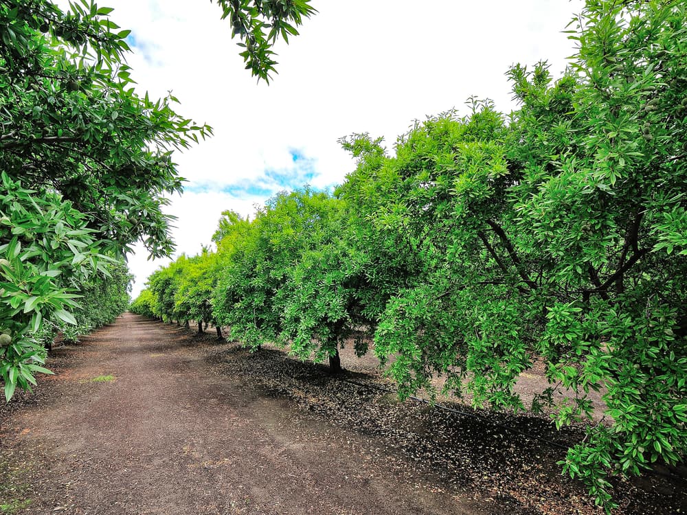 Rows of green trees with thick foliage growing beside a wide dirt path under a cloudy sky.
