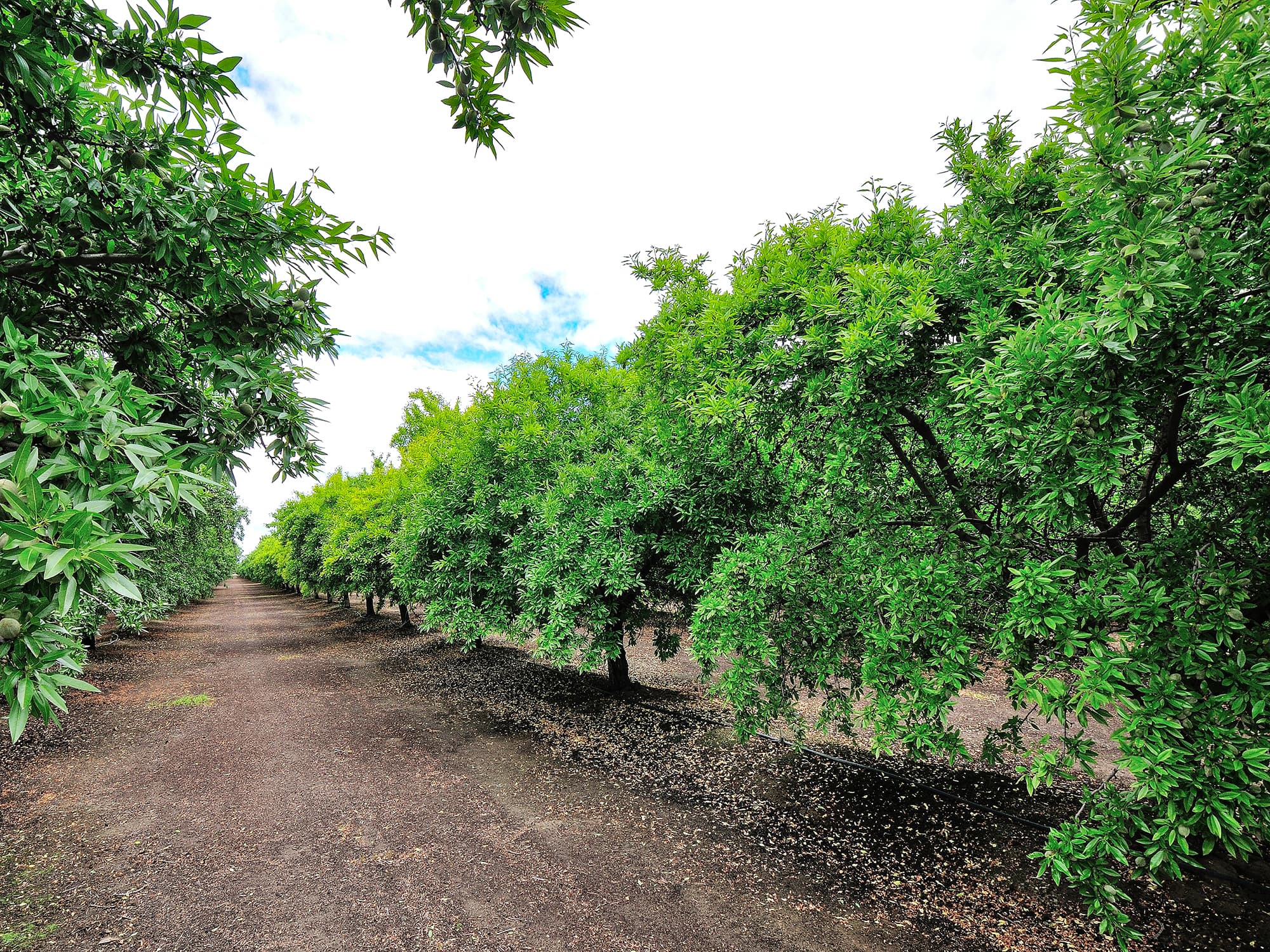 Rows of green trees with thick foliage growing beside a wide dirt path under a cloudy sky.