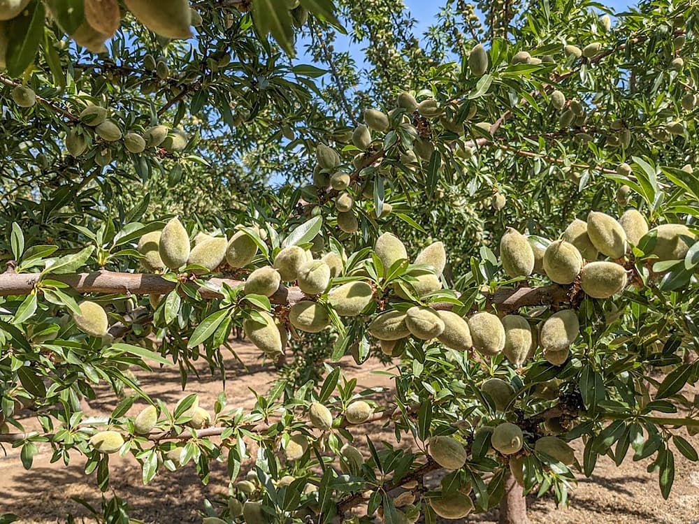 Almond tree branches with clusters of unripe green almonds surrounded by narrow leaves, set in an orchard with visible soil and blue sky in the background.