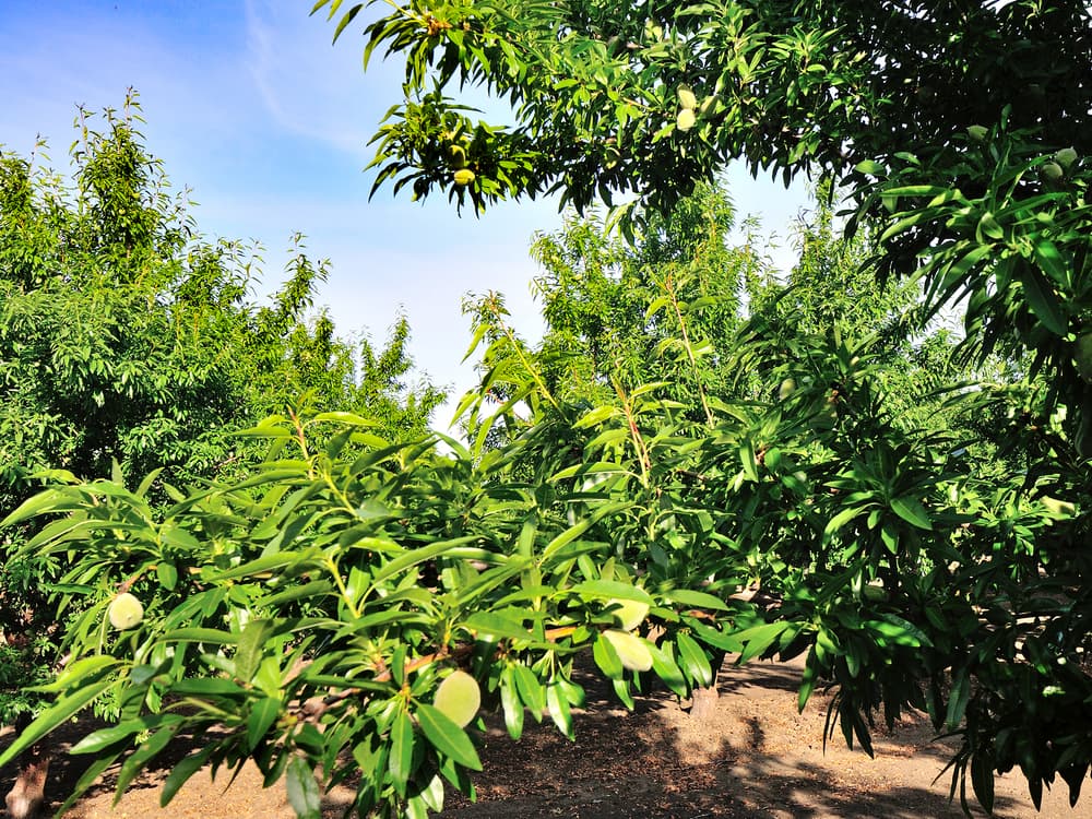 Almond trees with green leaves and unripe almonds growing on branches, set in an orchard under a clear blue sky.