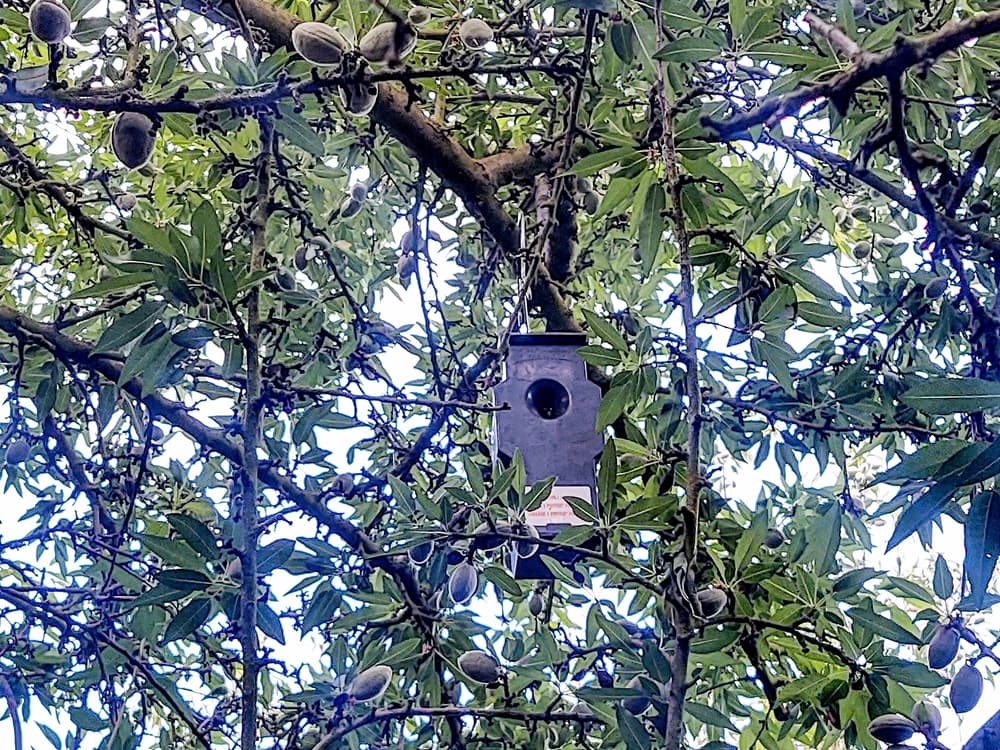 A wooden birdhouse hangs among dense green leaves and unripe almonds on a tree branch, with sunlight filtering through the foliage.