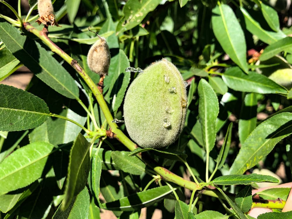 Close-up of an unripe fuzzy almond growing on a tree branch surrounded by green leaves in bright sunlight.