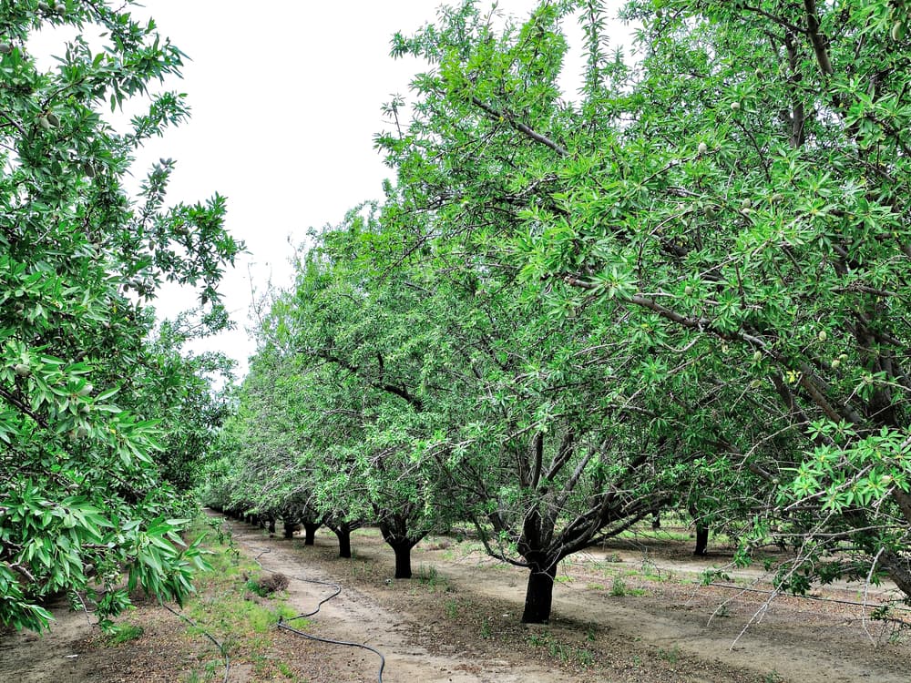 Rows of lush green almond trees grow in a well-maintained orchard, with visible irrigation hoses on the dry soil beneath the trees.