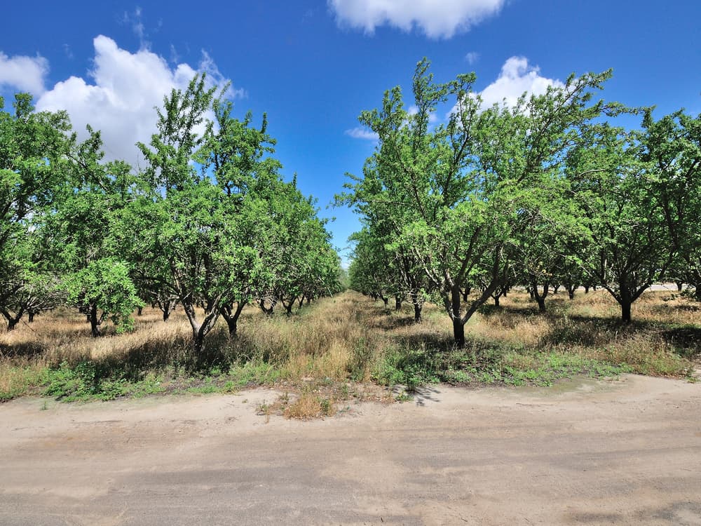Rows of green-leaved trees in an orchard under a blue sky with scattered clouds. A dirt road runs in front of the orchard.