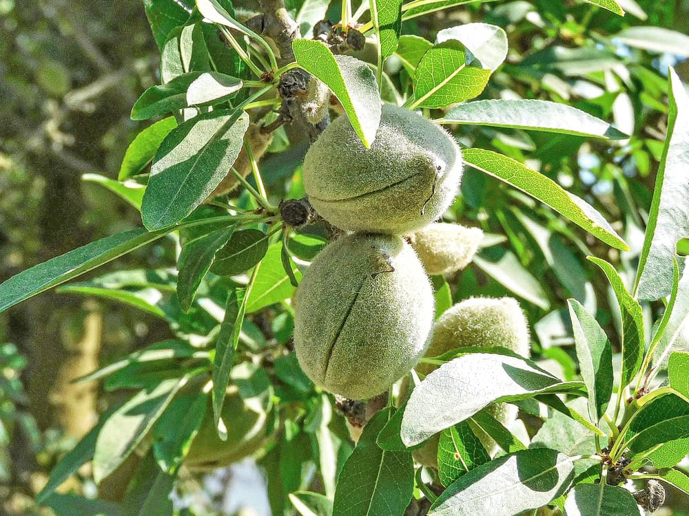 Close-up of an almond tree branch with green leaves and unripe, fuzzy almond fruits still attached to the branch.