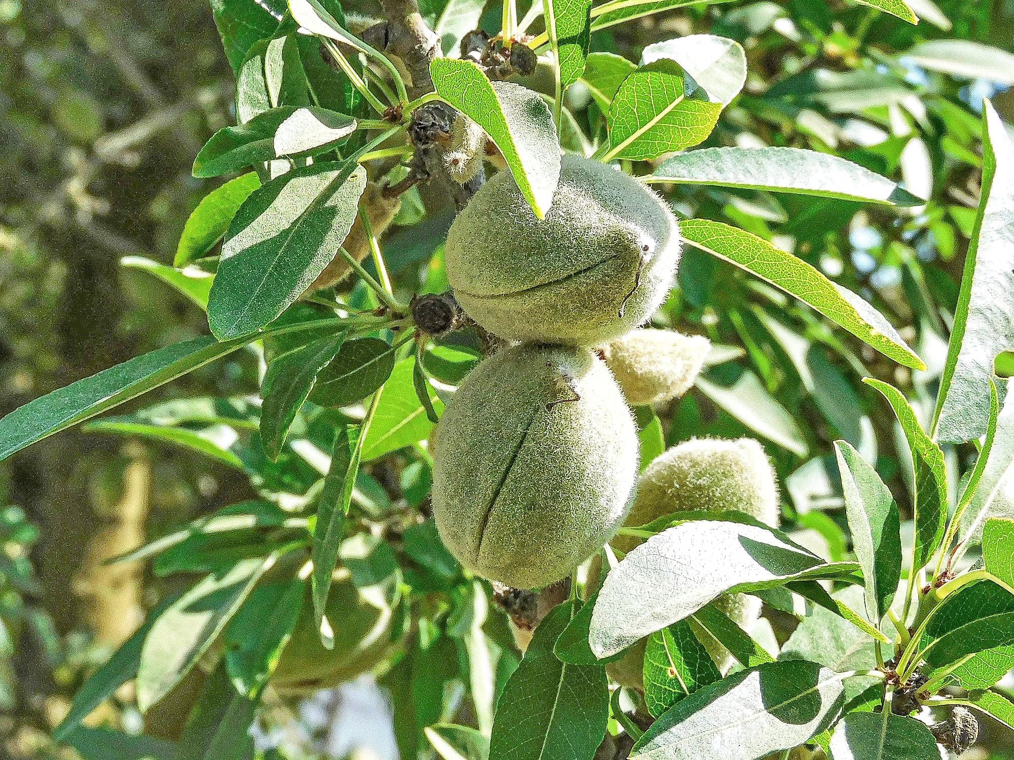 Close-up of an almond tree branch with green leaves and unripe, fuzzy almond fruits still attached to the branch.